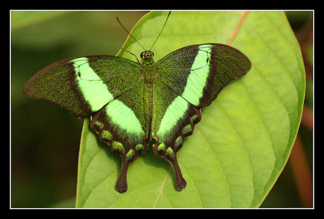 LT Papillon 01